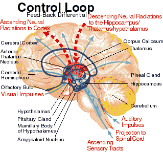 Reticular Activating System